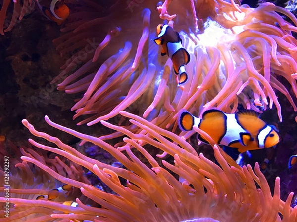 Obraz Clown Fish and Anemones