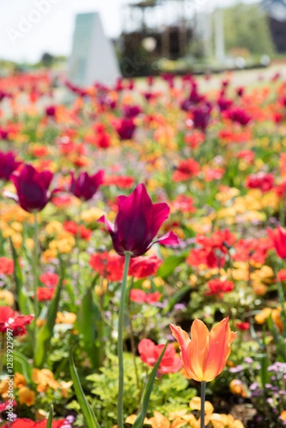 Obraz 満開のチューリップ