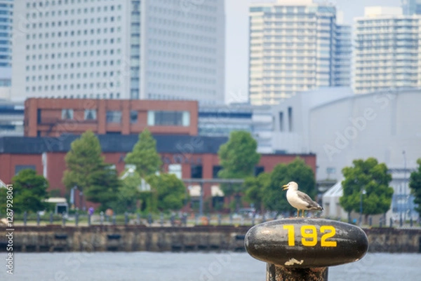 Obraz 係船柱に留まるウミネコ