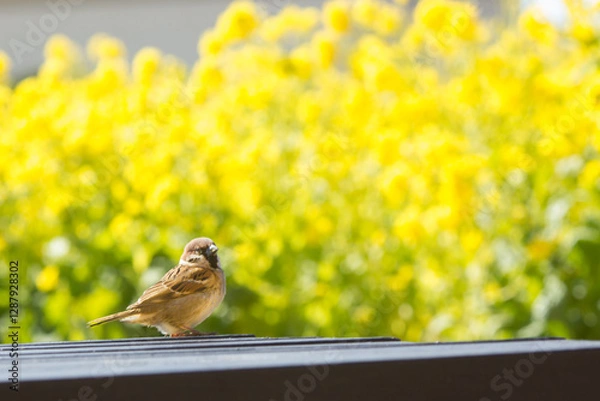 Obraz 菜の花とスズメ