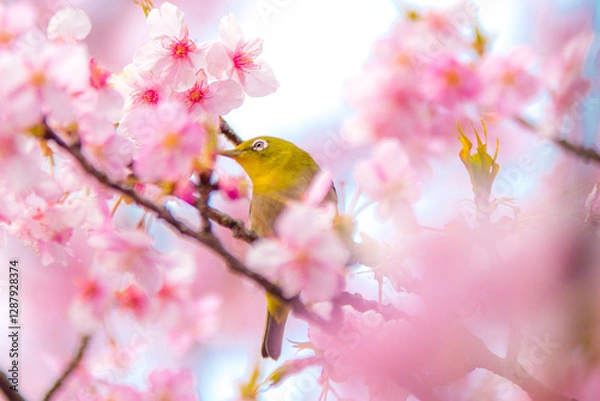 Obraz 河津桜とメジロ