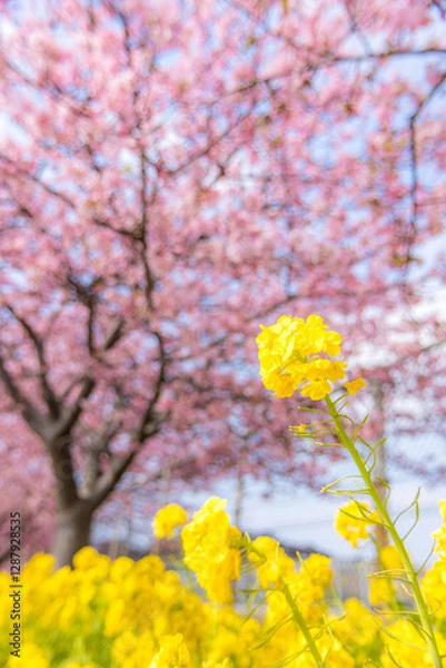 Obraz 菜の花と河津桜