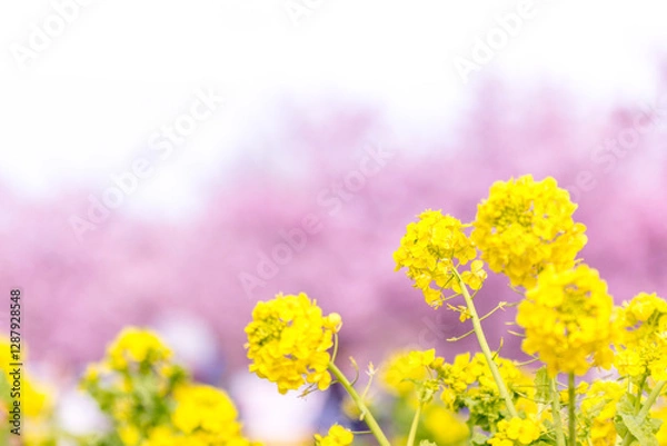 Obraz 菜の花と河津桜