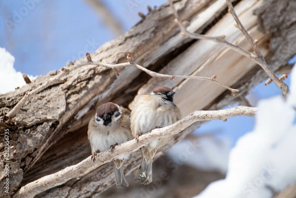 Obraz 寄り添うフクラスズメ