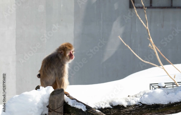 Obraz うつむくニホンザル