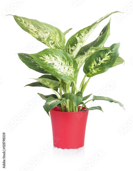 Obraz Dieffenbachia in red pot isolated on white background