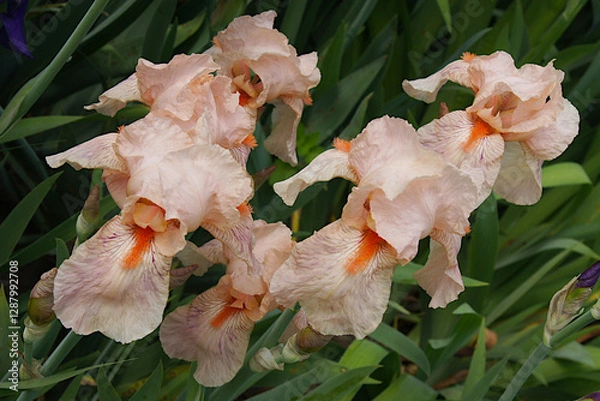 Obraz Delicate beautiful iris flowers