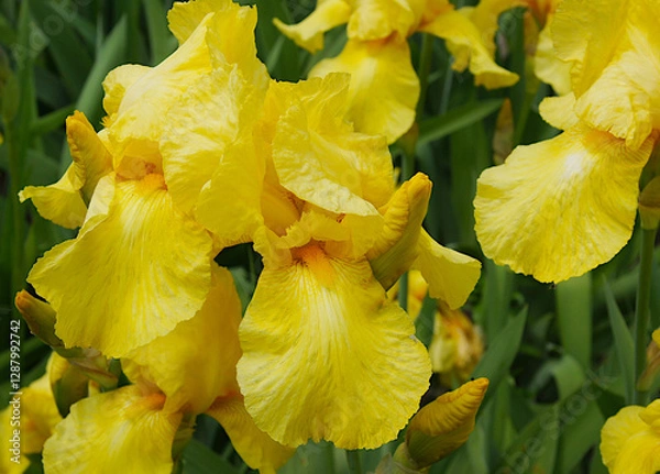 Obraz Delicate beautiful iris flowers