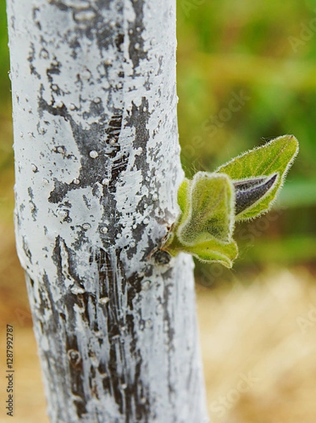 Obraz Young Paulownia shoot with first leaves