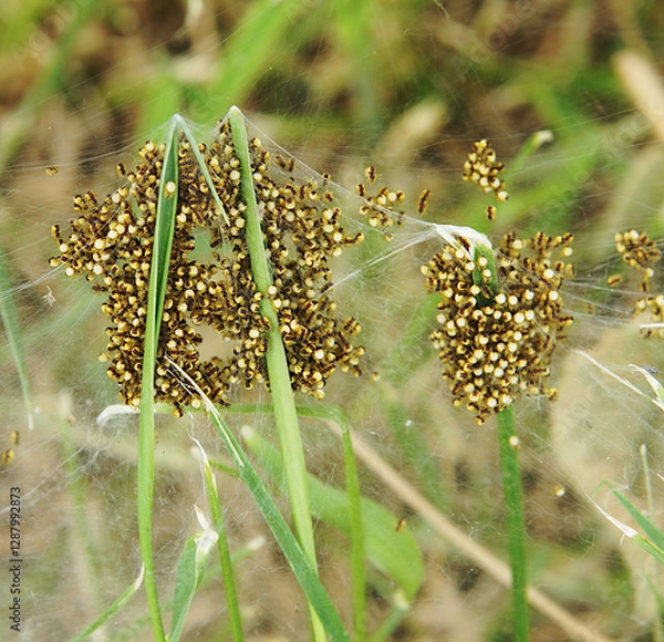 Obraz Web with many newborn spiders