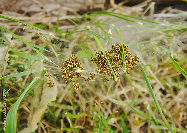 Fototapeta Web with many newborn spiders