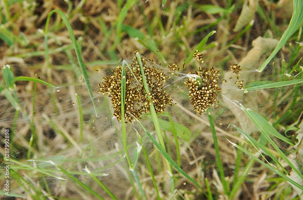 Obraz Web with many newborn spiders