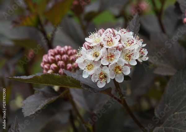 Obraz Inflorescences and leaves of common ninebark