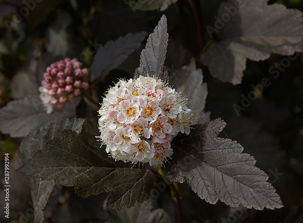 Obraz Inflorescences and leaves of common ninebark