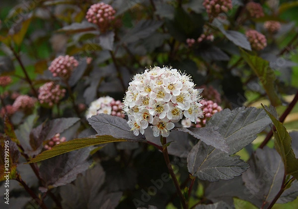 Obraz Inflorescences and leaves of common ninebark