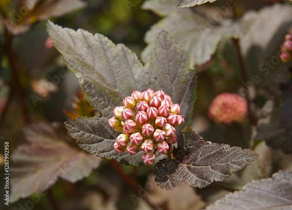 Obraz Inflorescences and leaves of common ninebark