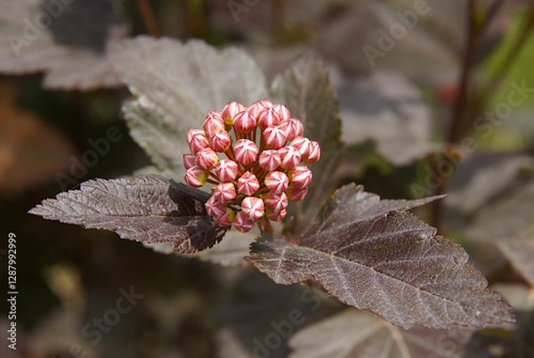 Obraz Inflorescences and leaves of common ninebark