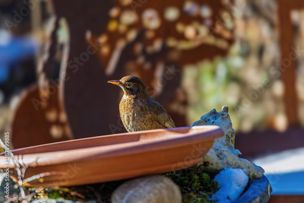 Obraz Amsel am Futtertrog