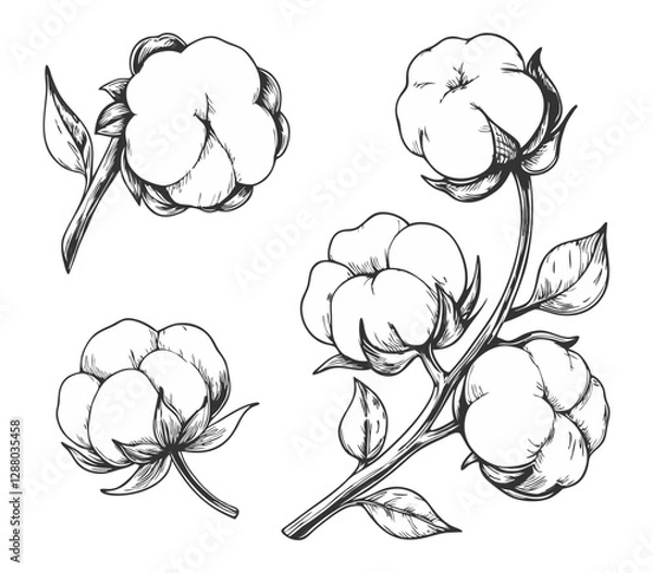 Fototapeta Elegant sketch-style illustration of cotton branches with detailed line art. Perfect for botanical designs, textiles, packaging, labels, and rustic or organic-themed projects.
