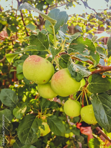 Fototapeta apples on a tree
