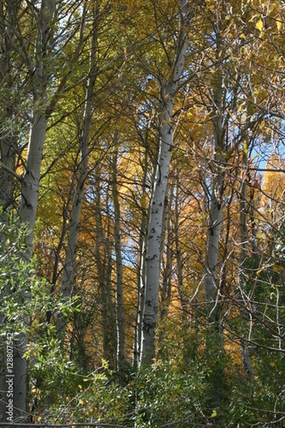 Fototapeta Fall Colors