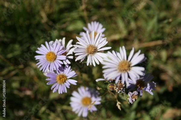 Obraz Daisies