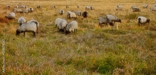 Fototapeta Wildly blooming calluna vulgaris, settled in a uncut, meadow, part from a herd sheeps on pasture