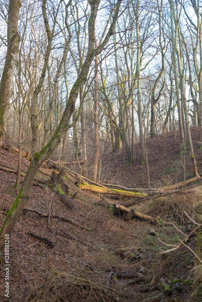 Obraz Abandoned forest in Europe.