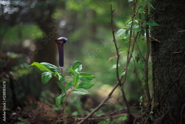 Fototapeta 紫色の食虫植物