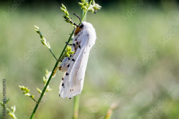 Obraz Virginian Tiger #1