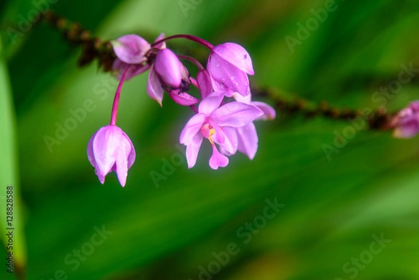 Fototapeta Wild Orchid, Lilac flower on green background