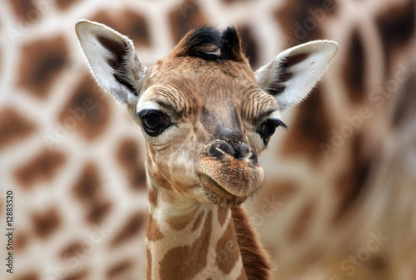 Obraz Portret żyrafa