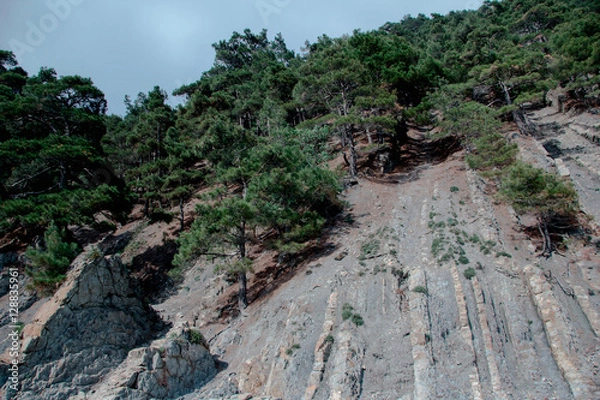 Obraz Forest in the mountains
