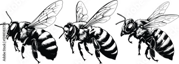 Fototapeta Three Bees in Flight in Detailed Hand Drawn Vector Illustration