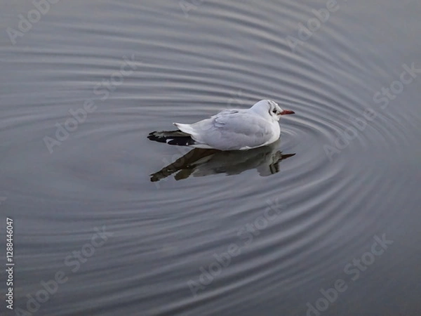 Fototapeta Seagull floating peacefully  on the water, water circles around it