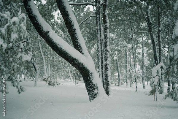 Obraz snow covered trees