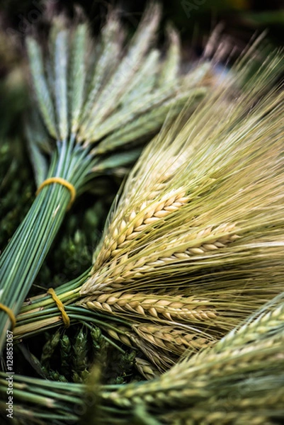 Fototapeta Wheat, summers solstice