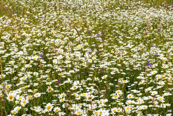 Fototapeta daisy field