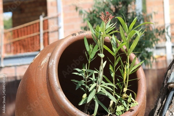 Obraz cactus in a pot