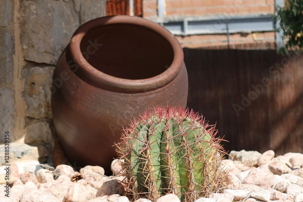Obraz cactus in a pot
