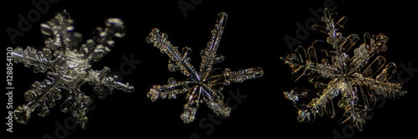 Obraz Snowflake under a microscope on the black background