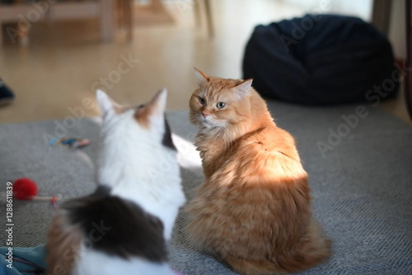 Obraz 威嚇する猫（マンチカン）