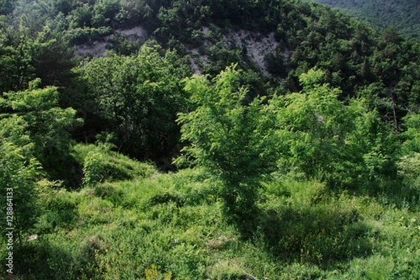 Obraz Trees, shrubs, herbs in the mountains. Russia, Gelendzhik.