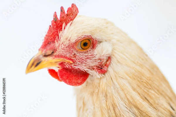 Obraz Голова рыжей курочки крупным планом