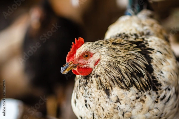 Fototapeta Серый молодой петух крупным планом
