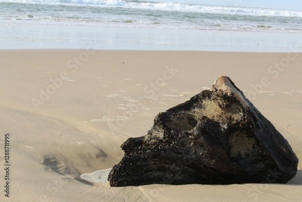 Fototapeta Bois flotté