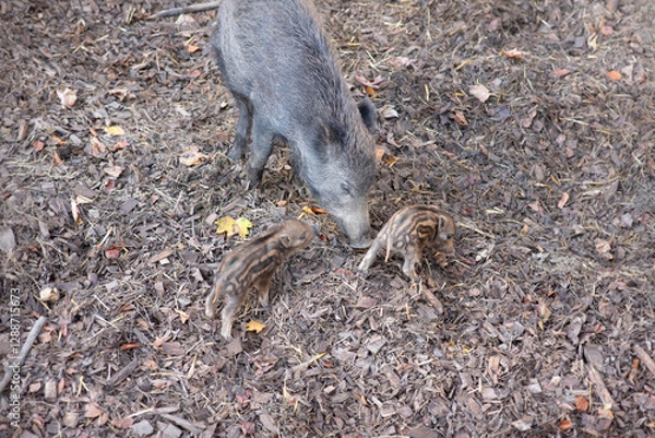 Obraz Wild Boar Mother and Her two Striped Piglets in a Natural Forest Habitat