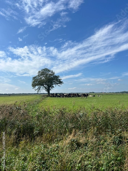 Fototapeta Cows in the meadow under a tree around Mildam