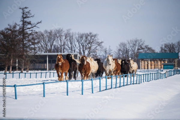 Obraz 馬追い運動