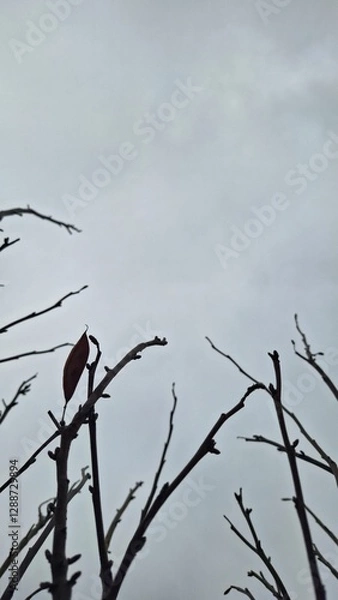 Fototapeta Thin branches of a shrub in winter